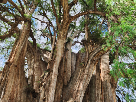 View of the trunk of an old ahuehuete tree in El Tule, Oaxacaの写真素材