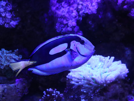 Underwater view of marine fish in an aquarium