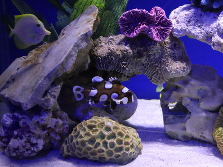 Underwater view of marine fish in an aquarium