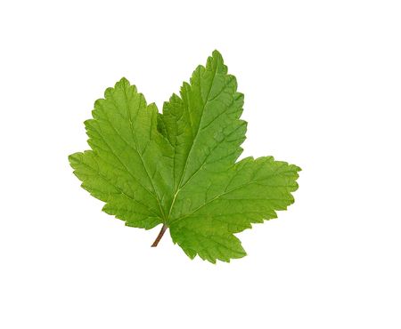 Blackcurrant leaf on a white background is shown in the picture.        の写真素材