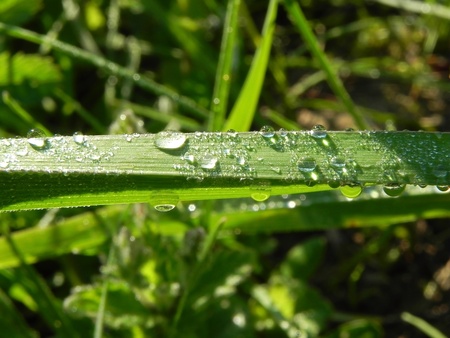 Dew drops on blades of grass are shown in the picture.の写真素材