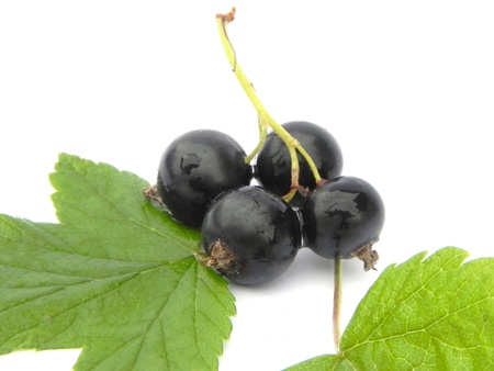 Black currant berries with leaves are shown in the picture.                          の写真素材