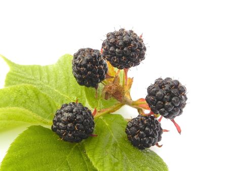 Blackberry berries on the leaves are shown in the picture.の写真素材