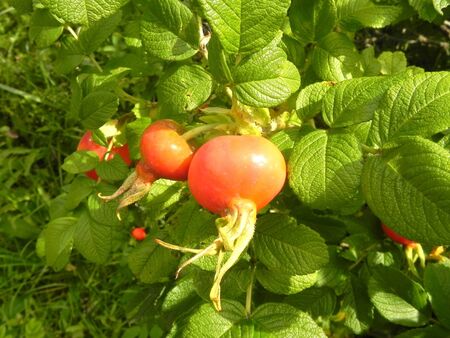 Bush hips in the garden is shown in the picture.の写真素材