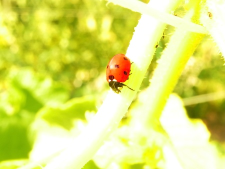 Ladybug on the stem of cucumber is shown in the picture.の写真素材