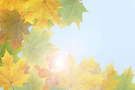Maple leaves are shown in the picture.