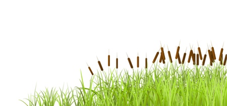 Marsh grass, isolated on white background, is shown in the image.のイラスト素材