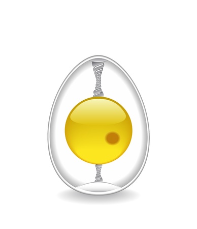 The structure of the egg is shown in the image.のイラスト素材
