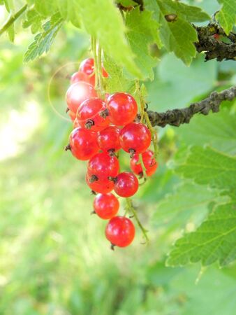 Ripe red currant is shown in the picture.の写真素材