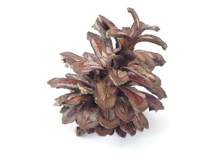 Pine cone is on the white background の写真素材