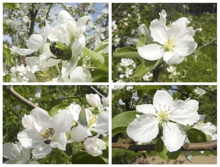Apple flowers at spring are shown in the image. の写真素材