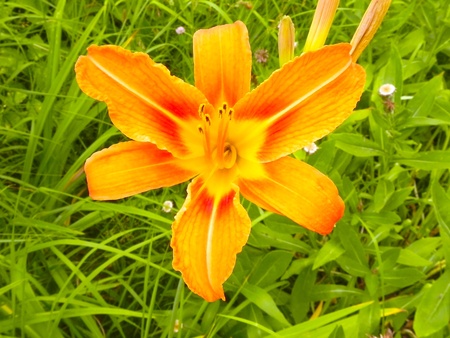 Beautiful open flower lily is shown in the image                                の写真素材