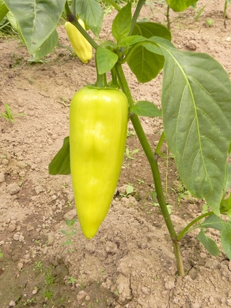   Ripe sweet peppers is on a bed in the garden                              の写真素材