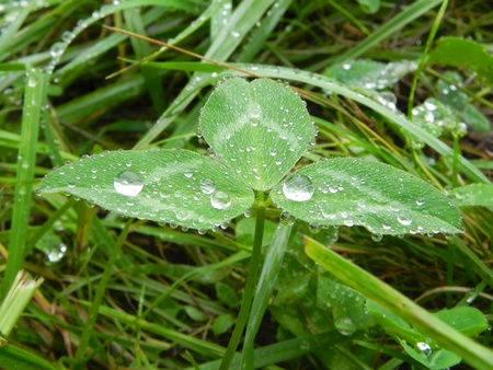 Juicy green grass and rain drops are shown in the image          の写真素材