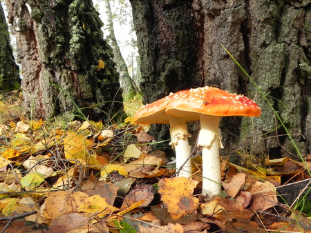 Amanita mushroom is in the autumn forest                                の写真素材