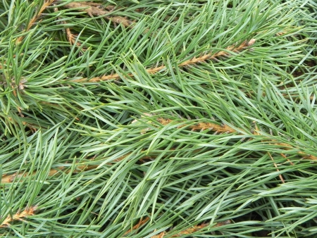  Pine branches as background                               の写真素材
