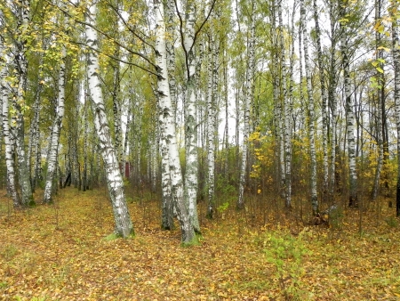  Birch grove as a autumn background                                の写真素材