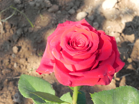 Red rose bush in the flower garden.の写真素材