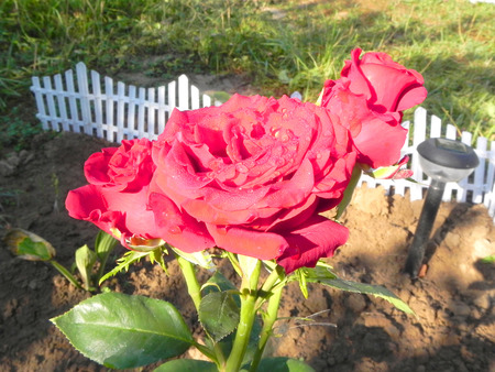 Red rose bush in the flower garden.の写真素材