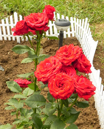 Red rose bush in the flower garden.の写真素材