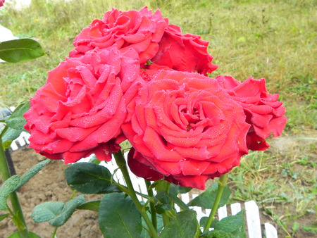 Red rose bush in the flower garden.の写真素材