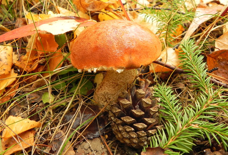 Mushroom, pine cone and fir branch in the woods.の写真素材