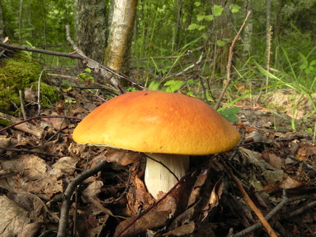Edible mushroom in the forest is shown in image.