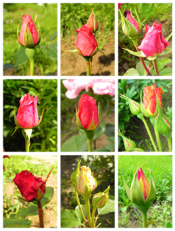 Set of various rose buds.の写真素材