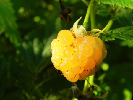 Ripe berry of yellow raspberries on a bush in the gardenの写真素材
