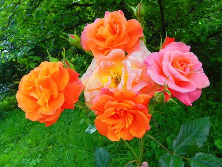 Bright roses with buds are in the summer flower garden.の写真素材