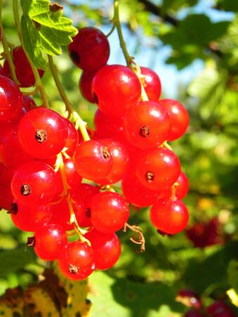 Bunch of ripe red currant berries on a bush in garden.の写真素材
