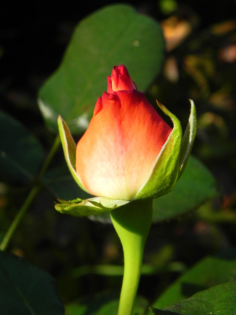 Red rosebud in flower gardenの写真素材