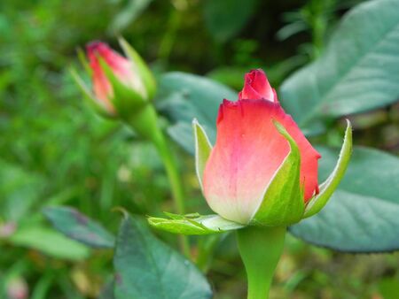 Red rosebuds in flower gardenの写真素材