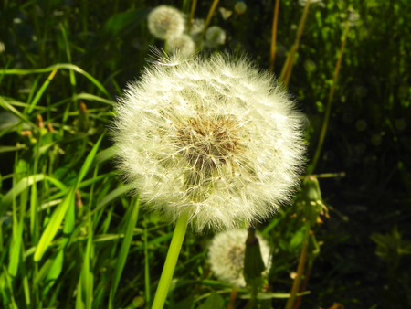 White dandelion flower on the field.の写真素材