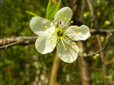 Sweet cherry flowerの写真素材