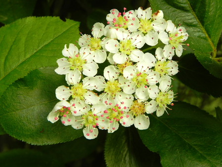 Black chokeberry flowers on a bush branch in a spring garden.の写真素材