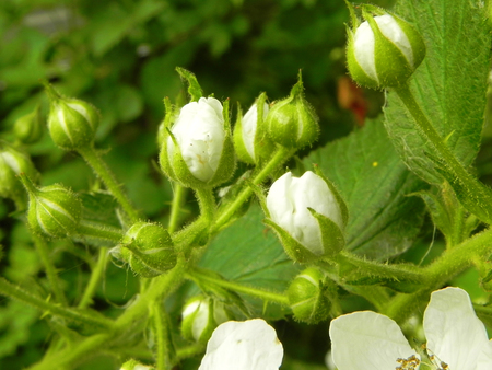 Buds of flowers blooming blackberry in the spring garden.の写真素材