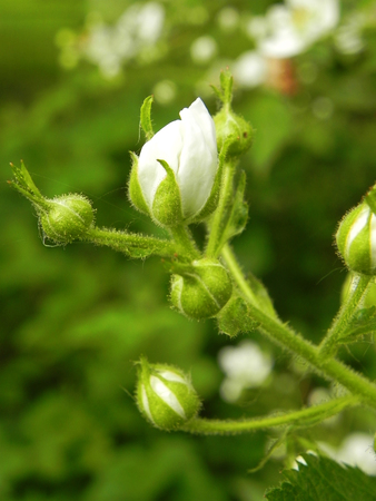 Buds of flowers blooming blackberry in the spring garden.の写真素材