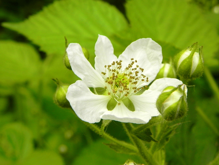 Flower blooming blackberry in the spring garden.の写真素材