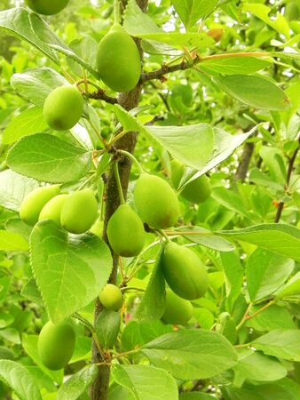 Green unripe plums on the summer garden.の写真素材