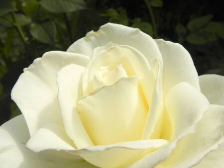 White rose flower in the summer garden, closeup.の写真素材