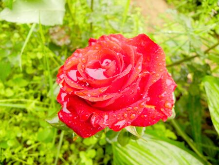 Beautiful flower of red rose in the summer garden.                               の写真素材