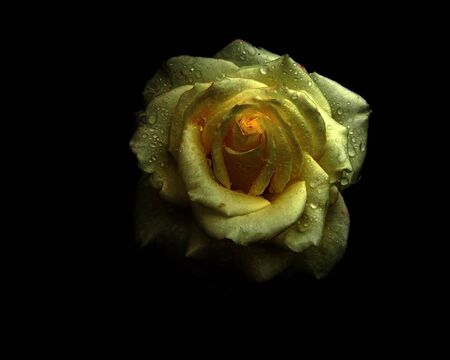 Vintage single rose with dew drops on a black background.                               の写真素材