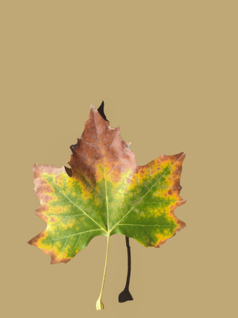 isolated sycamore leaf in autumnの写真素材