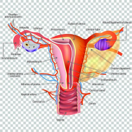 Female reproductive system. Vector illustration.のイラスト素材
