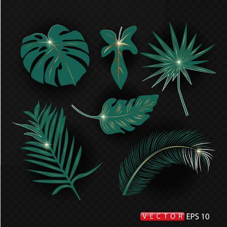 Fern leaves isolated on transparent background.のイラスト素材