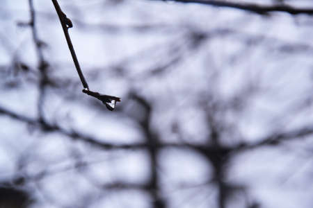 Drop on branchの写真素材