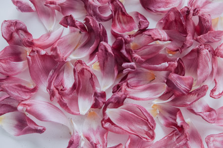 Dry purple petals on the tableの写真素材