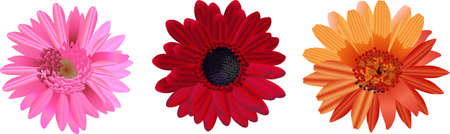 Daisy collection isolated on white backgroundのイラスト素材