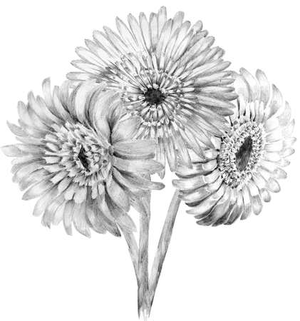 Flower sketch  bouquet hand drawing. gerbera detailed illustrationの写真素材